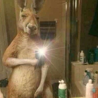 Telegram profile photo for Team Canguro