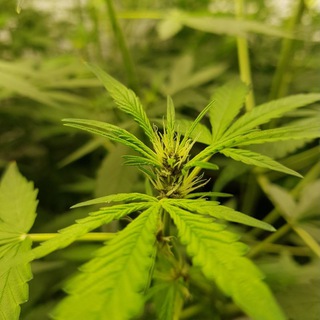 Telegram group profile photo for Thai growers - гроверы Таиланда