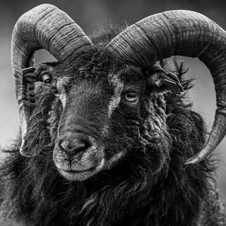 Telegram profile photo for Black Sheep Patriots
