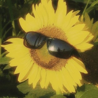 Telegram profile photo for Sunshine🍍