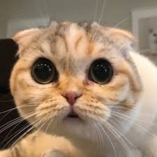 Telegram profile photo for Luna Rose Portal - $LROSE