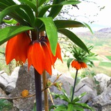 Telegram profile photo for طبیعت زیبای لرستان