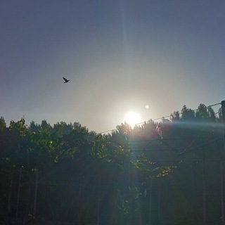 Telegram profile photo for Akramjonov's blog