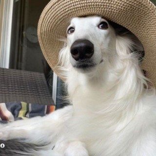 Telegram profile photo for โ โ๐ป๐๐๐๊ญท๐ ๐ผ๊ญท๐๐ฟ๐พ๐๐๐๐๐ + ๐ฝ๐ผโ๐๐
๐