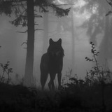 Telegram profile photo for волк