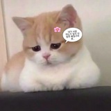 Telegram profile photo for gembul
