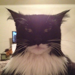Telegram profile photo for I'm Catman