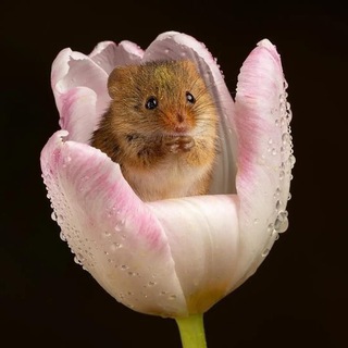 Telegram profile photo for В᥆ꪒшꫀбная кукурузинка