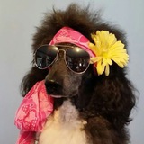 Telegram profile photo for основы ЖЕМАЙТИИ ВЕЛИКАЙ