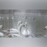 Telegram profile photo for Ɩǐɦɑ ฅ^•ﻌ•^ฅ