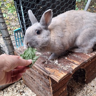 Telegram profile photo for Bücherbasar für Tierheim