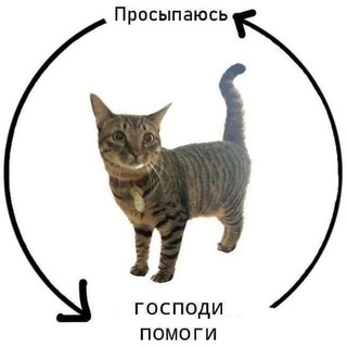 Telegram profile photo for prolёt