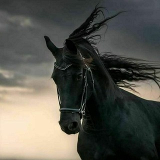 Telegram profile photo for عابر سبيل