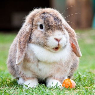 Telegram profile photo for Rabbitus Channel | Новости