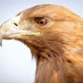 Telegram profile photo for ردیاب و فلزیاب گلدن ایگل