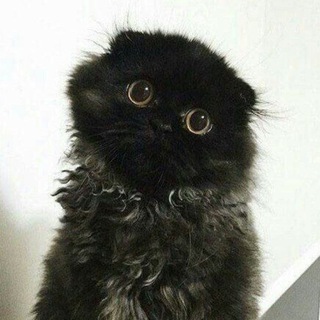 Telegram profile photo for Ебанат три калия.