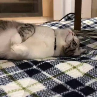 Telegram group profile photo for Mochi vayu group // But mostly spamming cat gifs