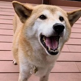 Telegram profile photo for Kozue - Neiro's sister - $KOZUE