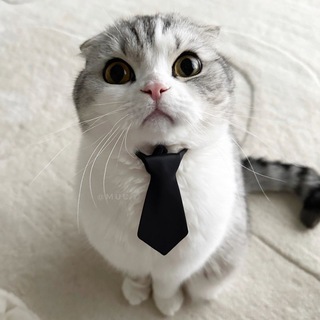 Telegram profile photo for Muu or Myy?