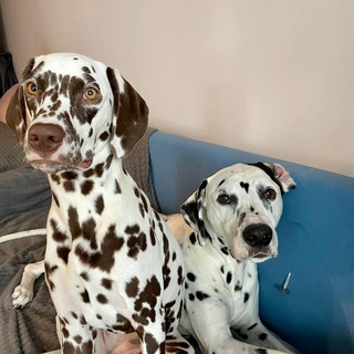 Telegram profile photo for Саша