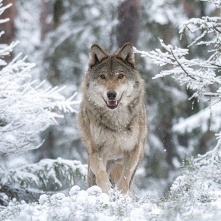 Telegram profile photo for Фотограф природы Михаил Ездаков