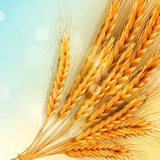 Telegram profile photo for Zerno.ru — Поле.онлайн