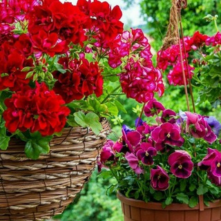 Telegram profile photo for ژله و دسرهای مدرن