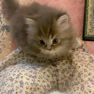 Telegram profile photo for نشر روابط قنوات ①