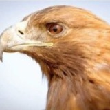 Telegram profile photo for ردیاب و فلزیاب گلدن ایگل