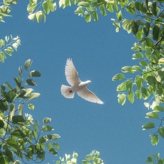 Telegram profile photo for أَثَـرٌ يَبْقَـى🕊