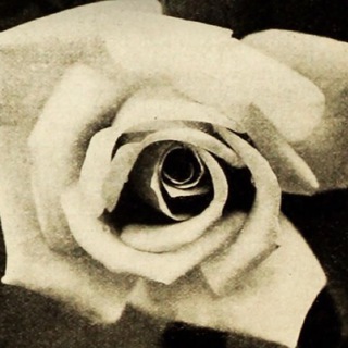 Telegram group profile photo for The White Rose Colorado