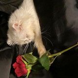 Telegram profile photo for June
