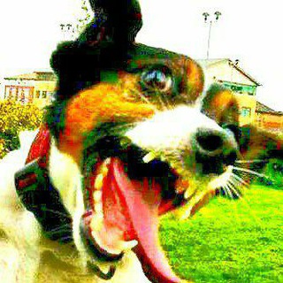 Telegram profile photo for ๐ Animal Autisms