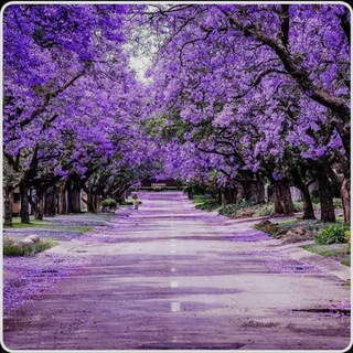 Telegram profile photo for PRETORIA, GAUTENG, SA