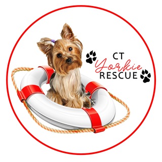 Telegram profile photo for SA Yorkie Rescue - Cape Town