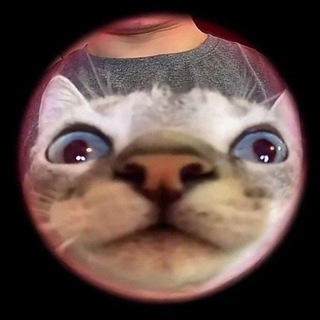 Telegram profile photo for КотоБаза