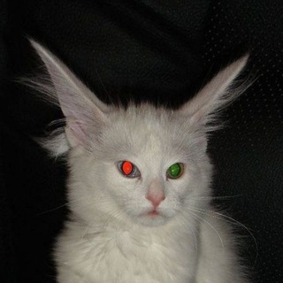 Telegram profile photo for dark side of the castle.