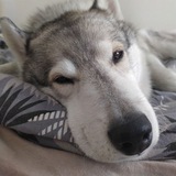 Telegram profile photo for Волчок 🐺