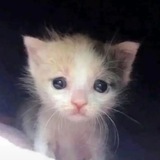 Telegram profile photo for нелепица рисует