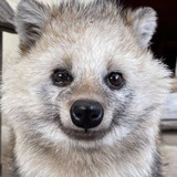 Telegram profile photo for шоп кьюпид