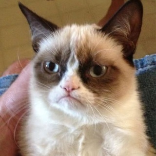 Telegram profile photo for Grumpy Cat Community 🐱