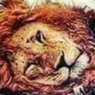 Telegram profile photo for زينو محاميد