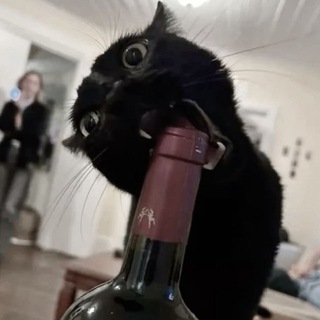 Telegram profile photo for sipping coffee, writing fiction
