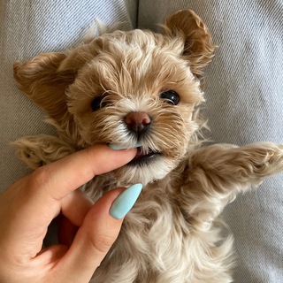 Telegram profile photo for Maltipoo Happy puppy