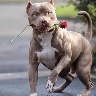 Telegram profile photo for ПСЫ