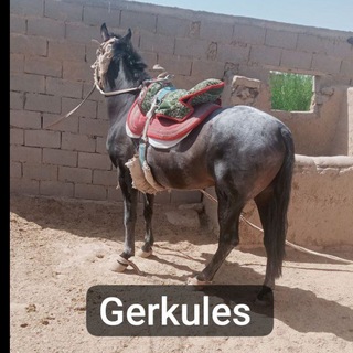 Telegram group profile photo for Qarliq orginal Gerkules