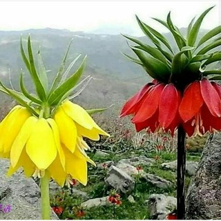 Telegram profile photo for طب ایرانی، اسلامی