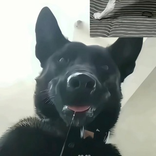 Telegram profile photo for 喵喵神教🐱图文并茂报告频道