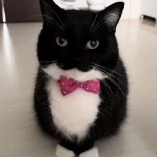 Telegram profile photo for Коробка леньтяев