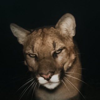 Telegram profile photo for Mon ` tréfonds